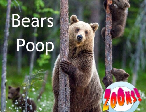 Bears Poop! (In the woods)